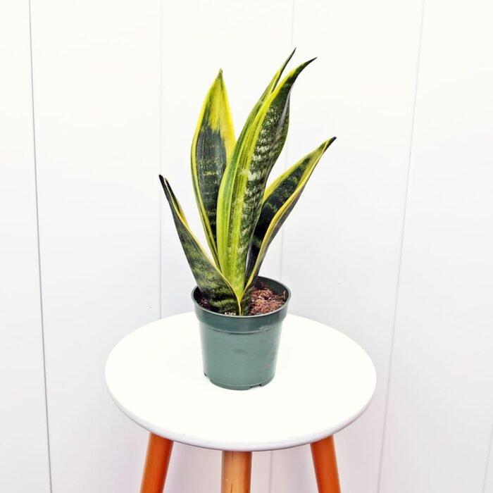Sansevieria Golden Flame