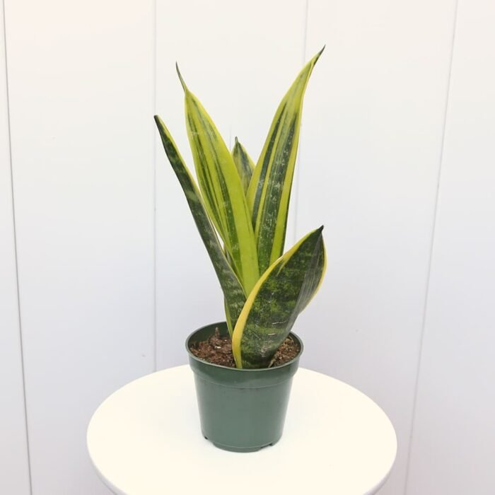 Sansevieria Golden Flame