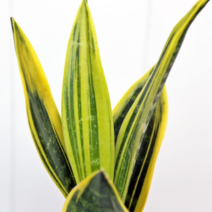 Sansevieria Golden Flame