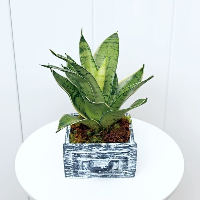 Sansevieria Trifasciata Hahnii