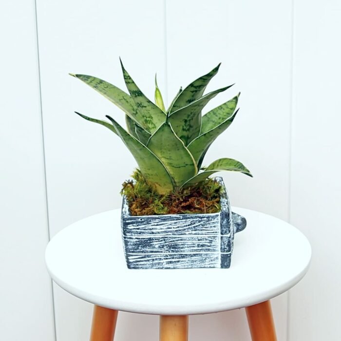 Sansevieria Trifasciata Hahnii