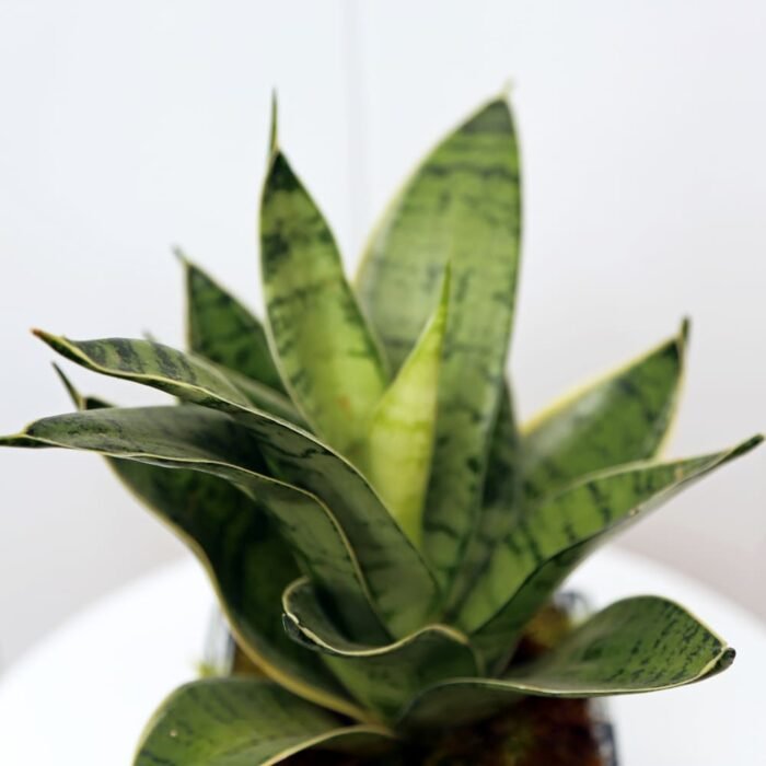 Sansevieria Trifasciata Hahnii