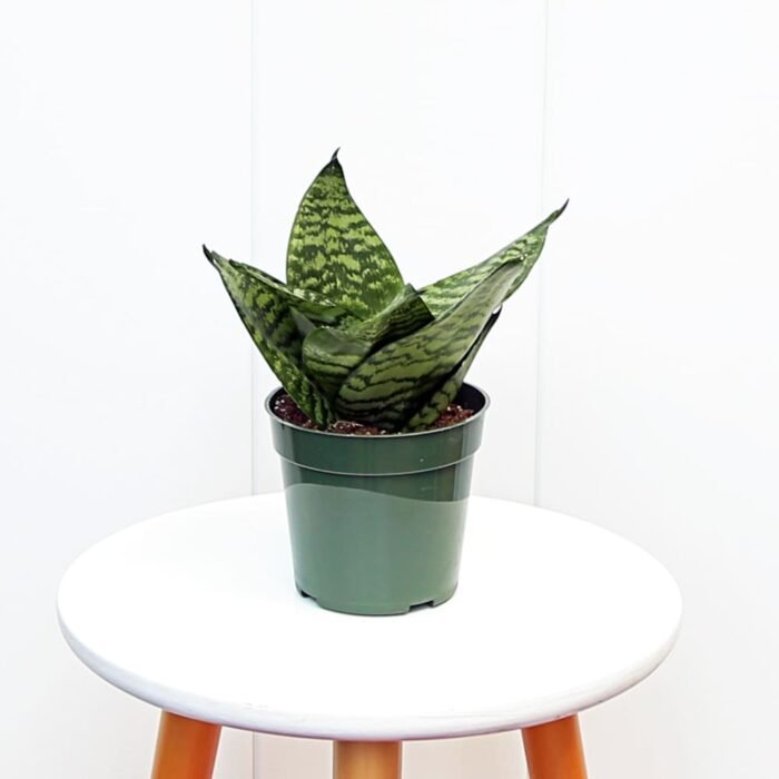 Sansevieria Trifasciata Hahnii
