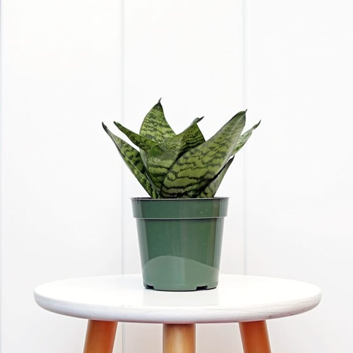 Sansevieria Trifasciata Hahnii
