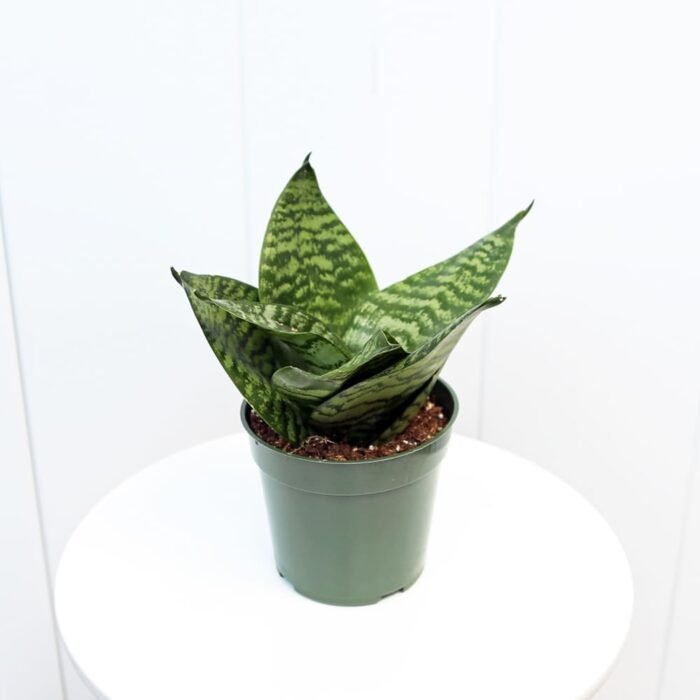 Sansevieria Trifasciata Hahnii