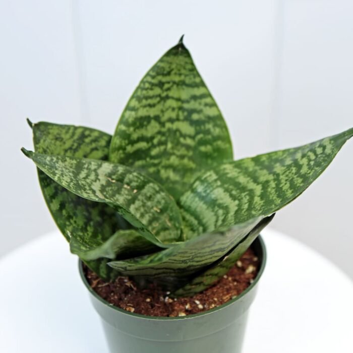 Sansevieria Trifasciata Hahnii