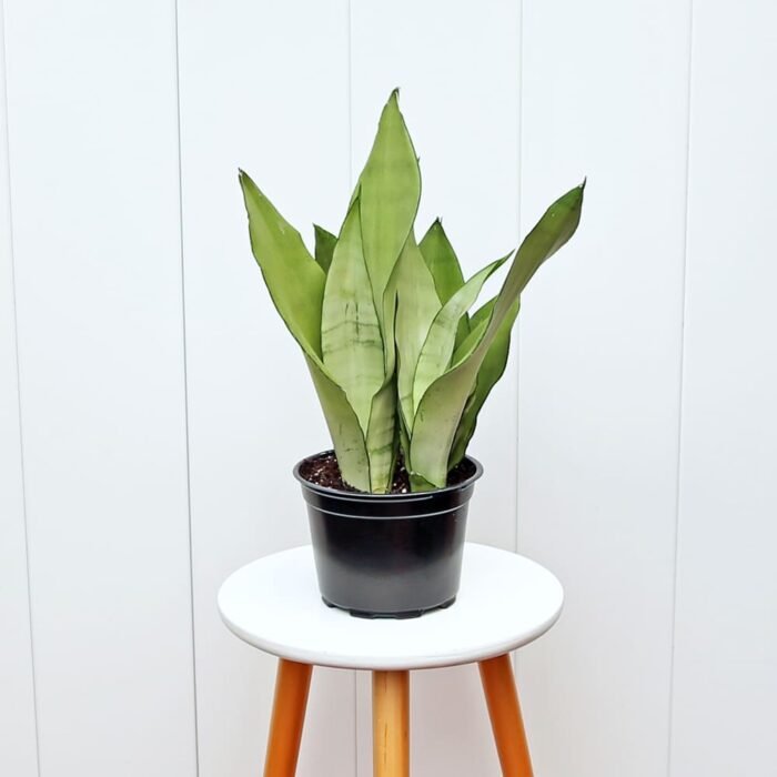 Sansevieria Moonshine