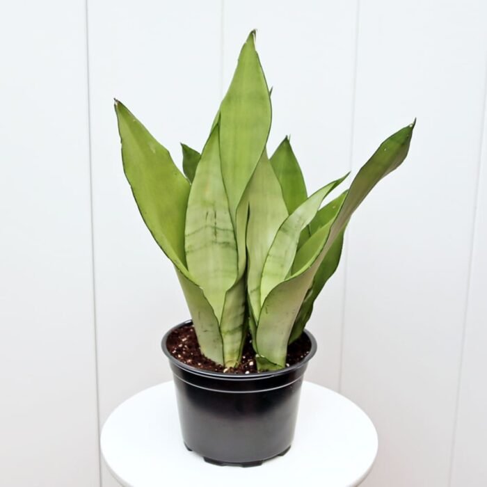 Sansevieria Moonshine