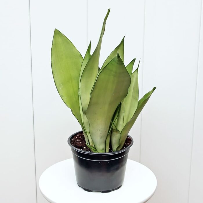 Sansevieria Moonshine