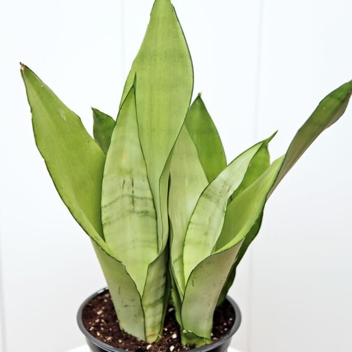 Sansevieria Moonshine