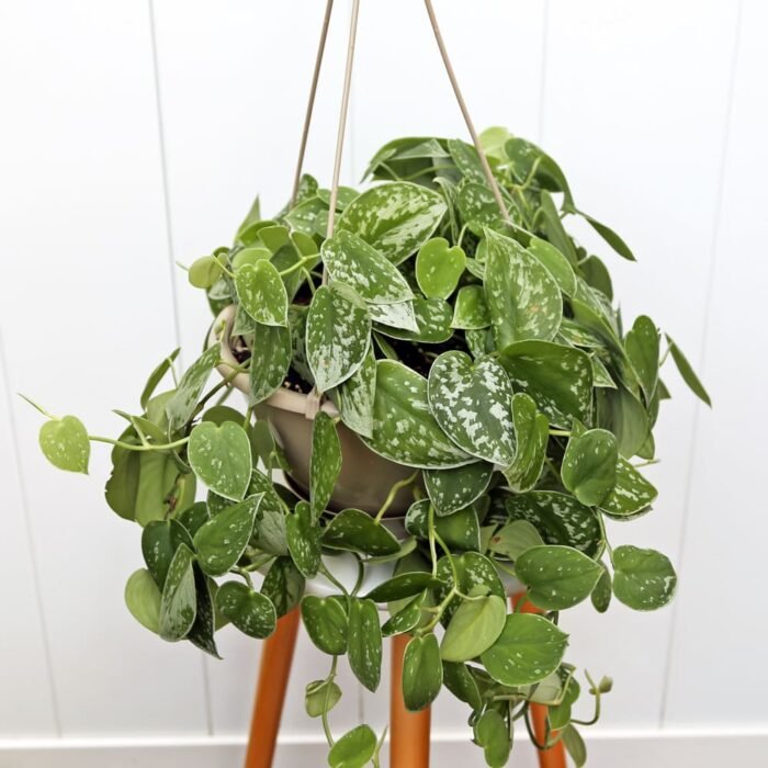 Scindapsus Pictus Silvery Ann
