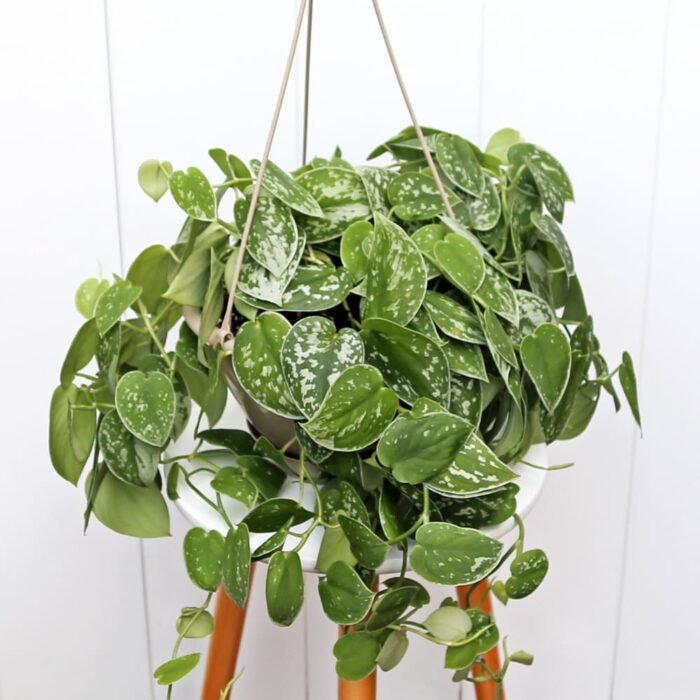 Scindapsus Pictus Silvery Ann