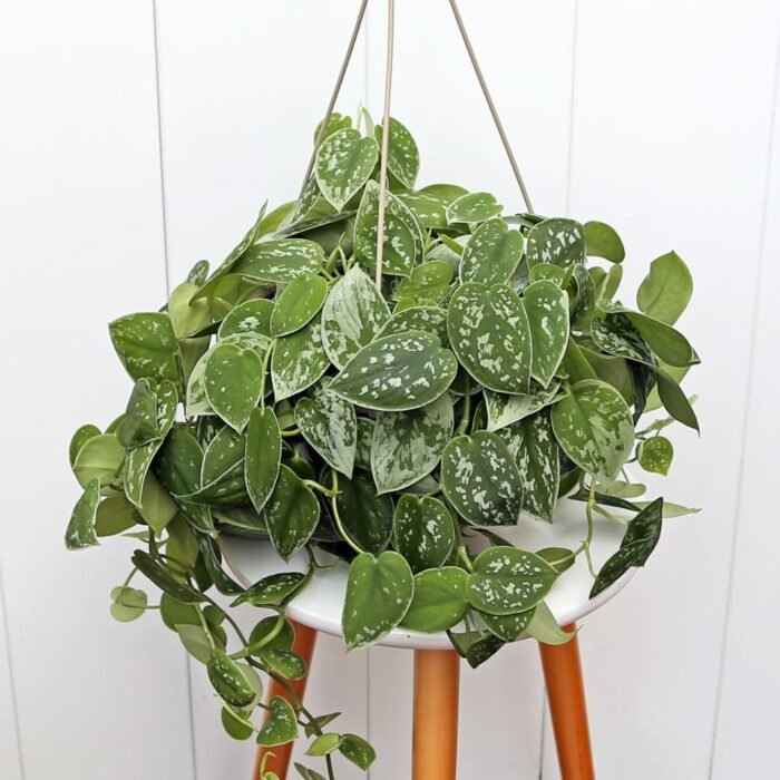 Scindapsus Pictus Silvery Ann