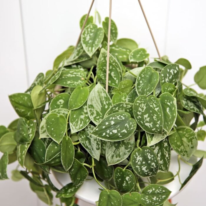Scindapsus Pictus Silvery Ann