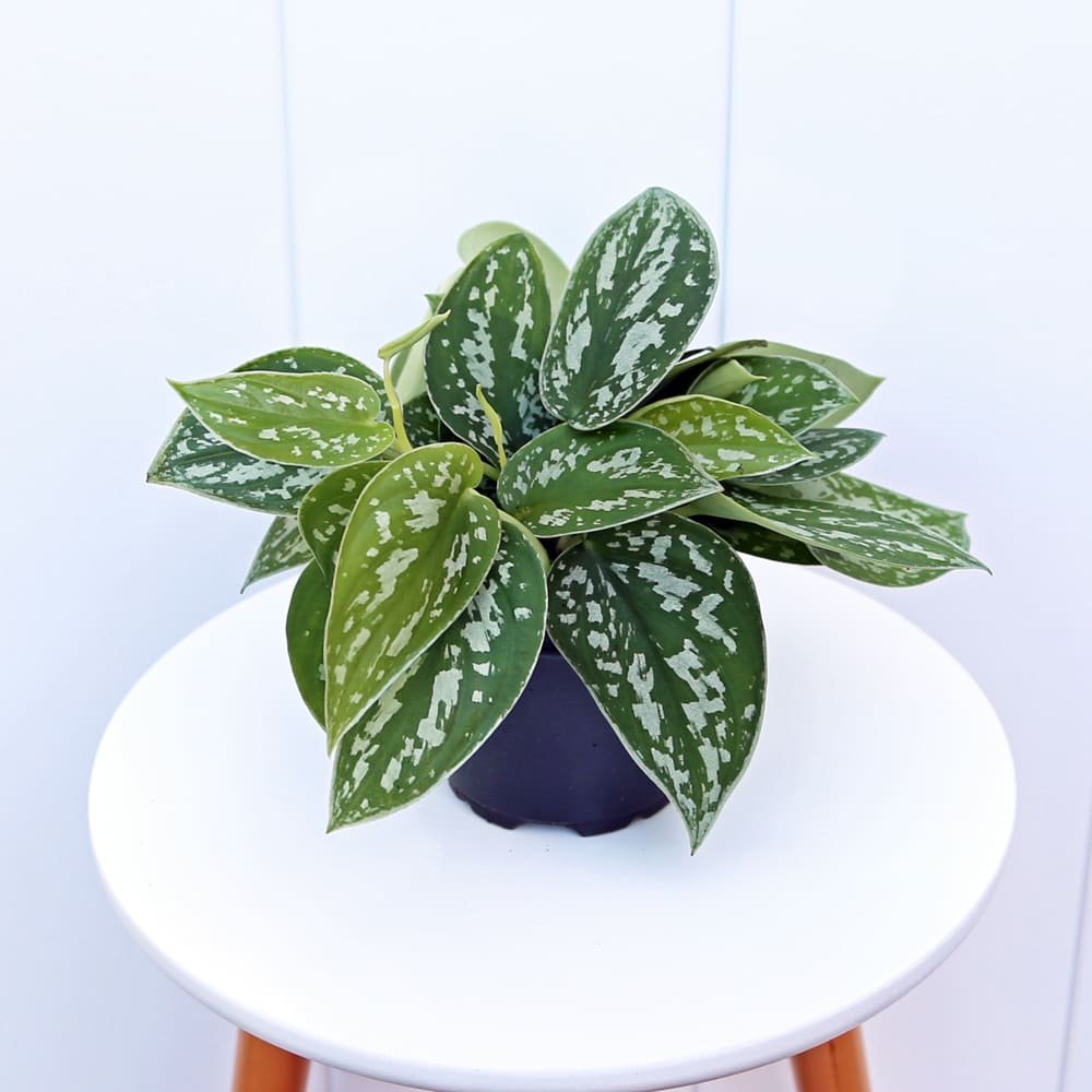 SilverAnn4-4 Scindapsus Pictus Silvery Ann