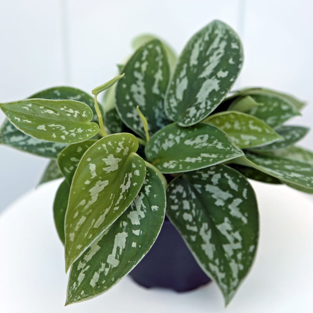 SilverAnn4-5 Scindapsus Pictus Silvery Ann