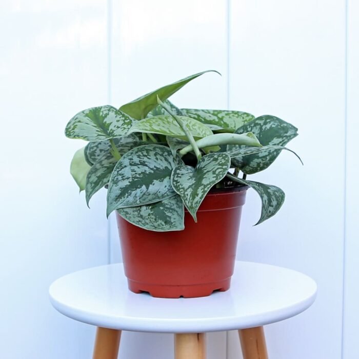 Scindapsus Pictus Exotica