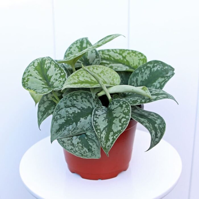 Scindapsus Pictus Exotica