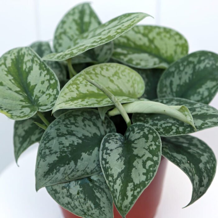 Scindapsus Pictus Exotica
