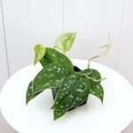 Scindapsus Pictus Silvery Ann