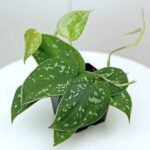 Scindapsus Pictus Silvery Ann