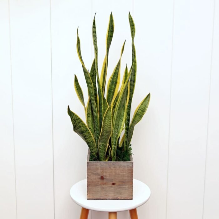 Sansevieria Superba