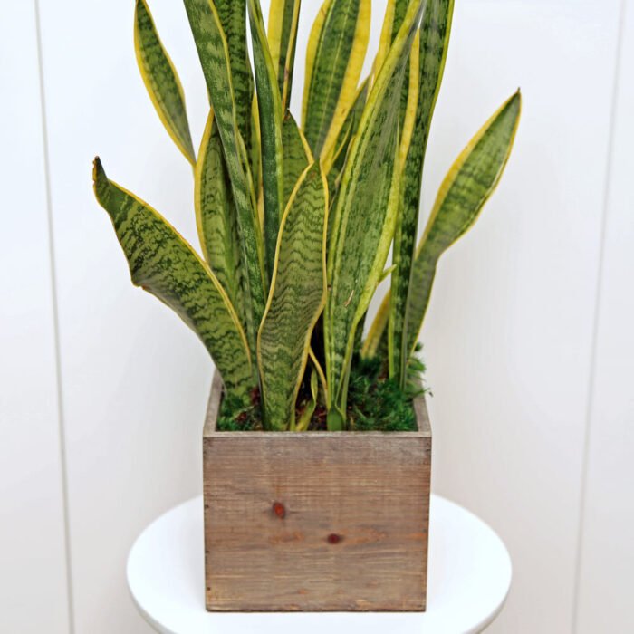 Sansevieria Superba