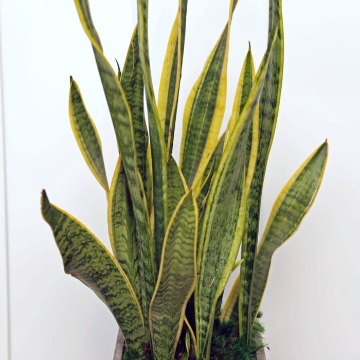 Sansevieria Superba