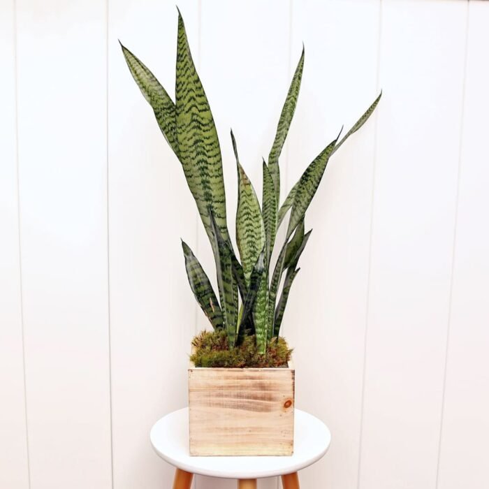 Sansevieria Superba