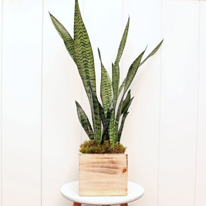 Sansevieria Superba