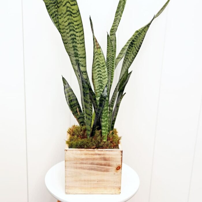 Sansevieria Superba