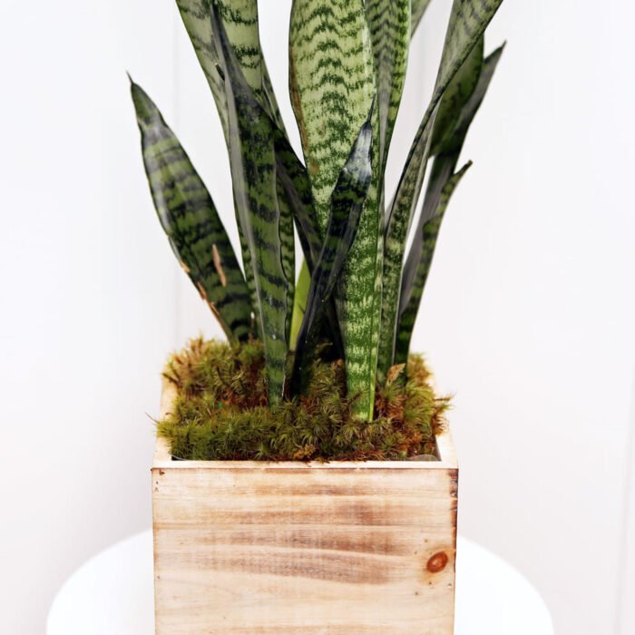 Sansevieria Superba