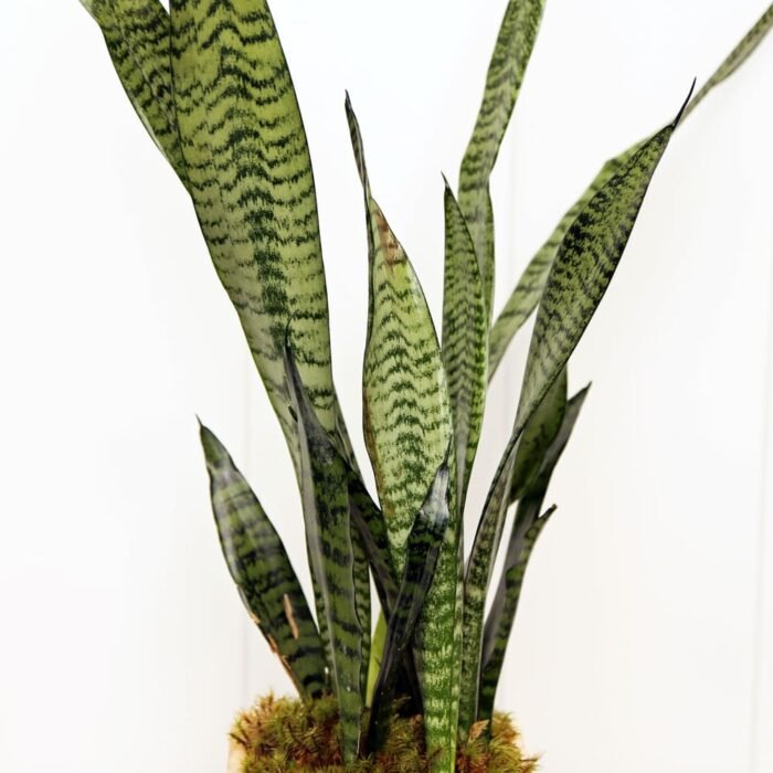 Sansevieria Superba