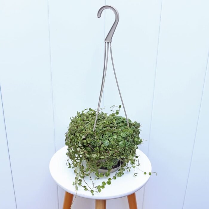 String of Turtles