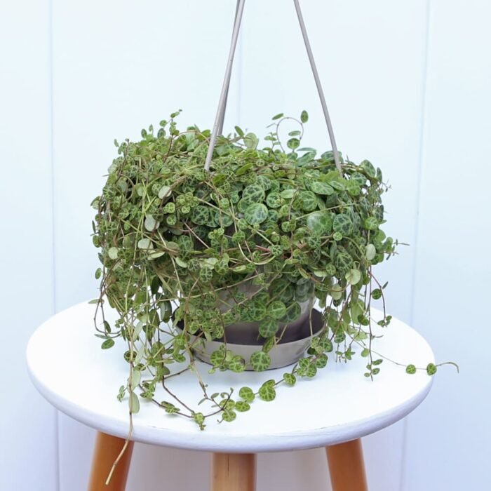 String of Turtles