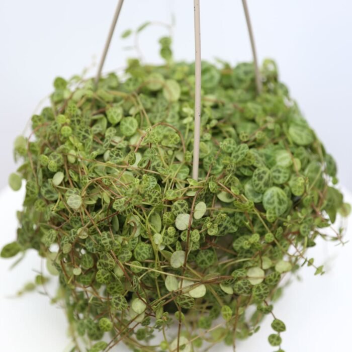 String of Turtles