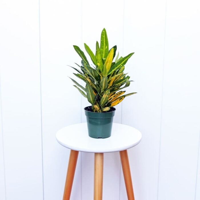 Croton Sunny Star