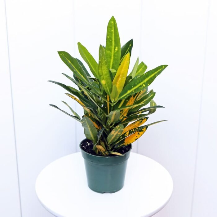 Croton Sunny Star