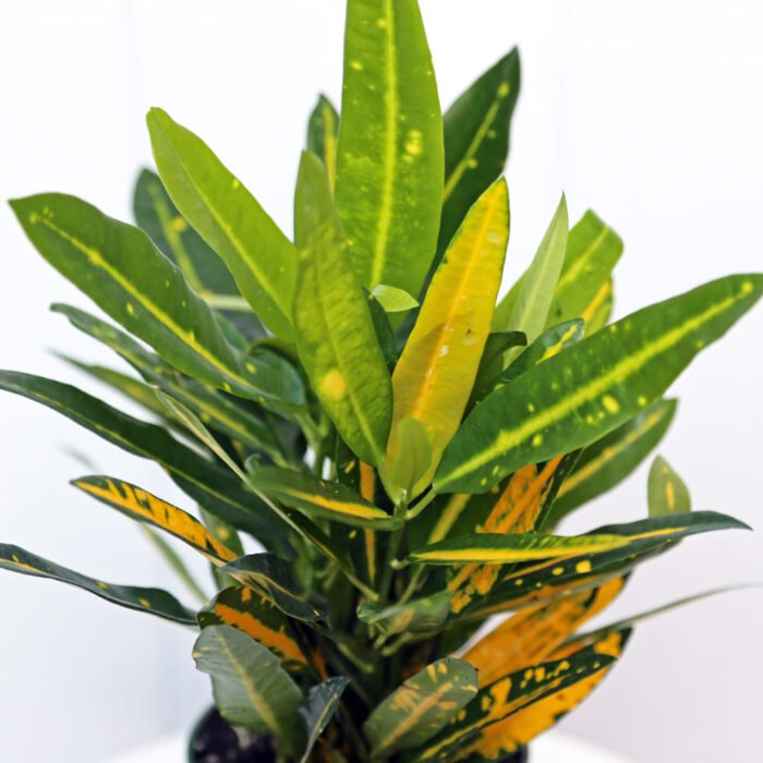 Croton Sunny Star