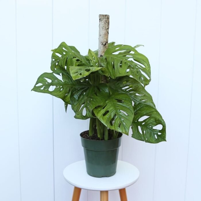 Swiss Cheese Monstera Adansonii