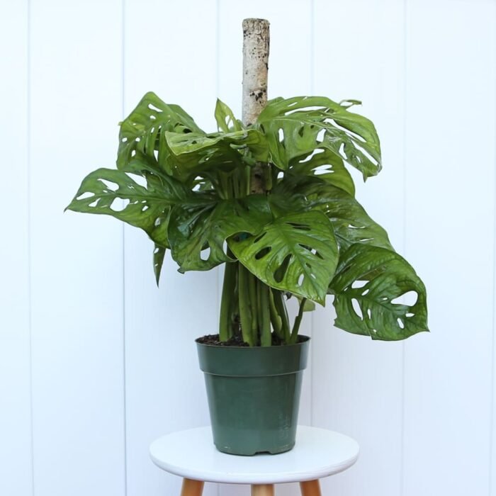 Swiss Cheese Monstera Adansonii