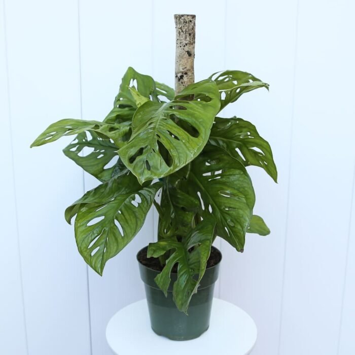 Swiss Cheese Monstera Adansonii