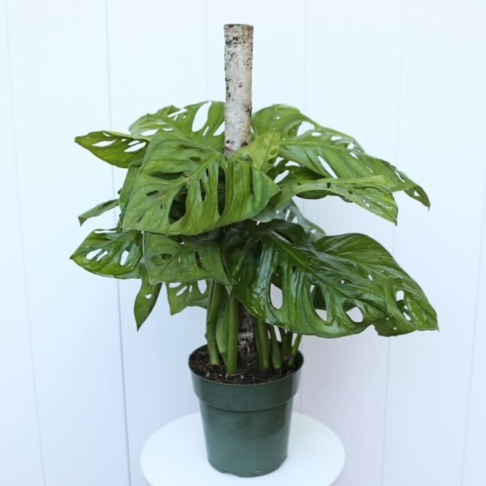 Swiss Cheese Monstera Adansonii