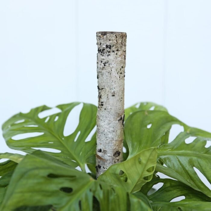 Swiss Cheese Monstera Adansonii