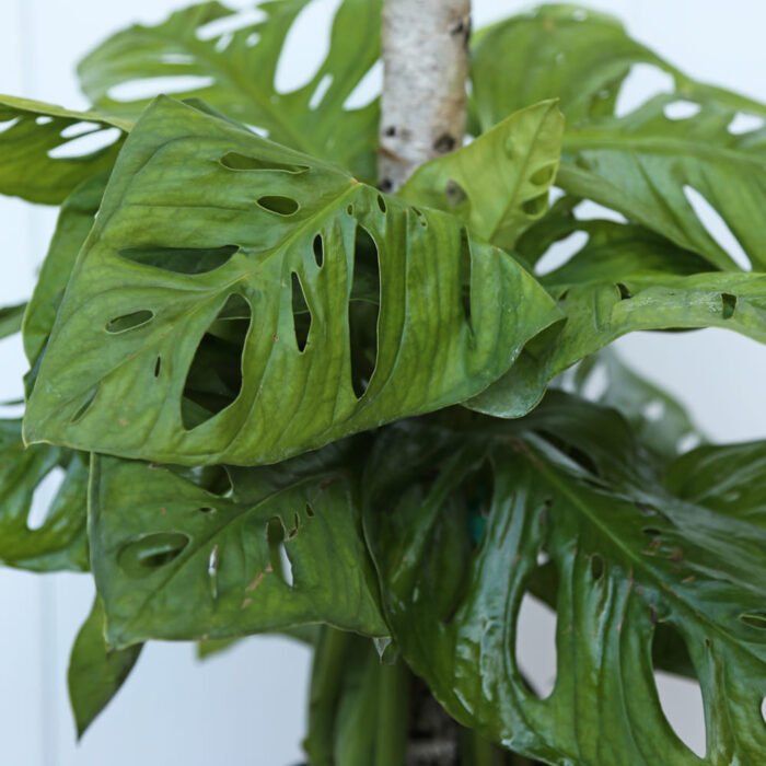 Swiss Cheese Monstera Adansonii