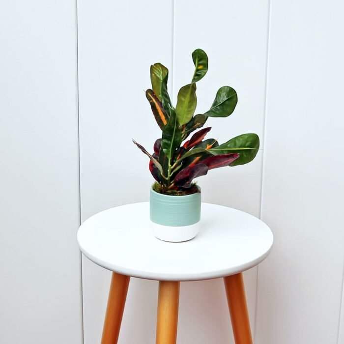 Croton Mammy
