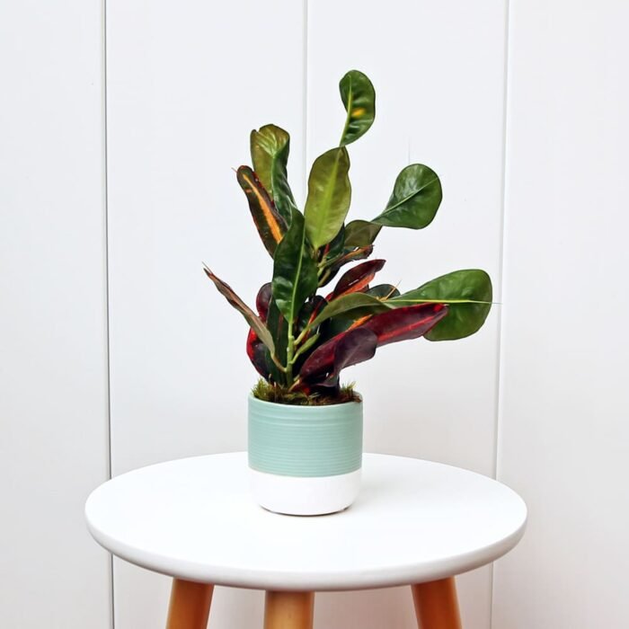 Croton Mammy