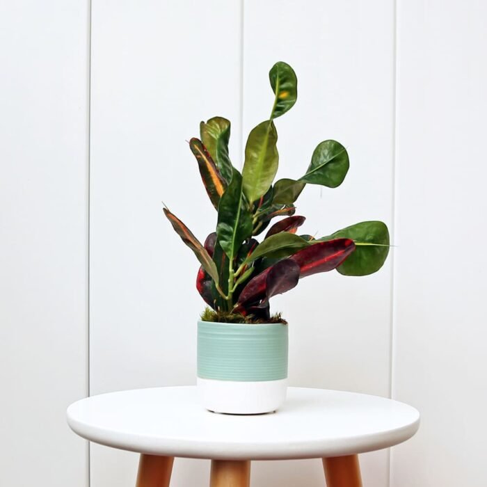 Croton Mammy
