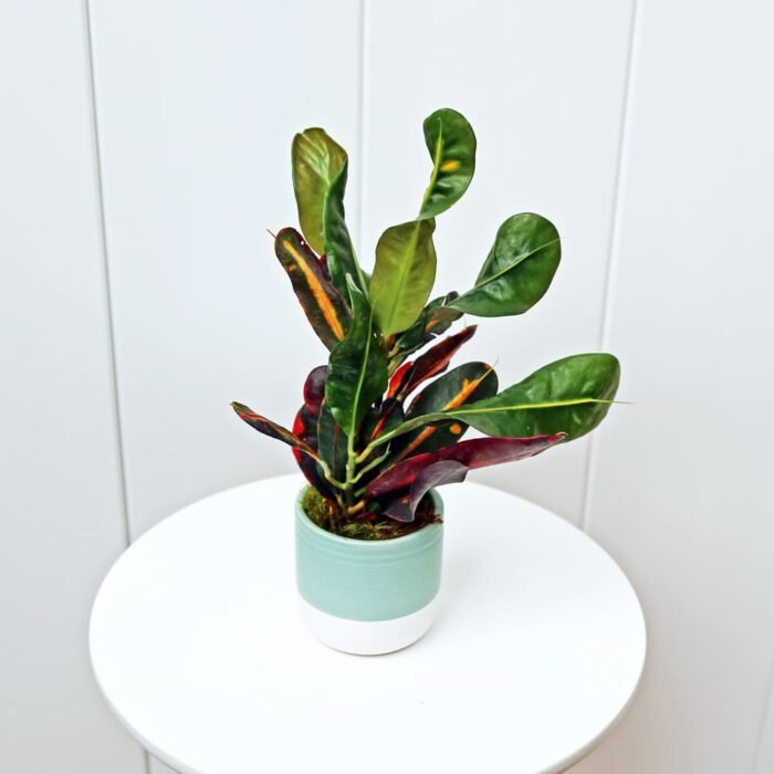 Croton Mammy