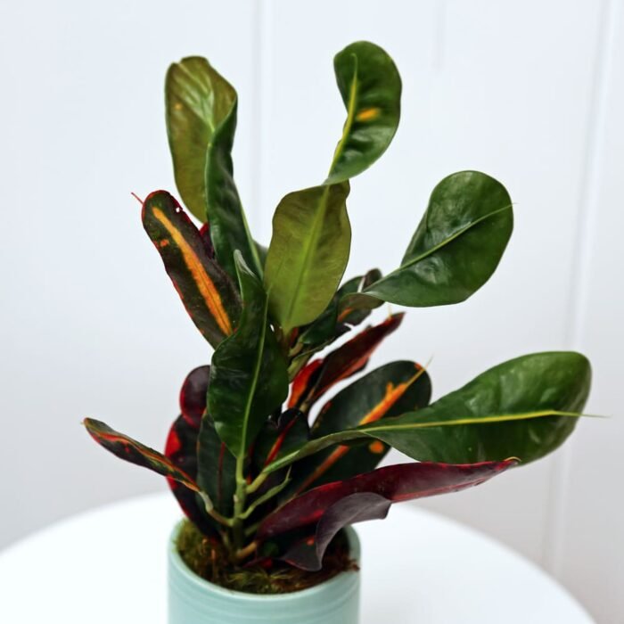 Croton Mammy